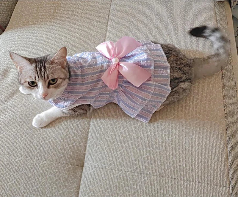 Cat Princess Dress For Summer