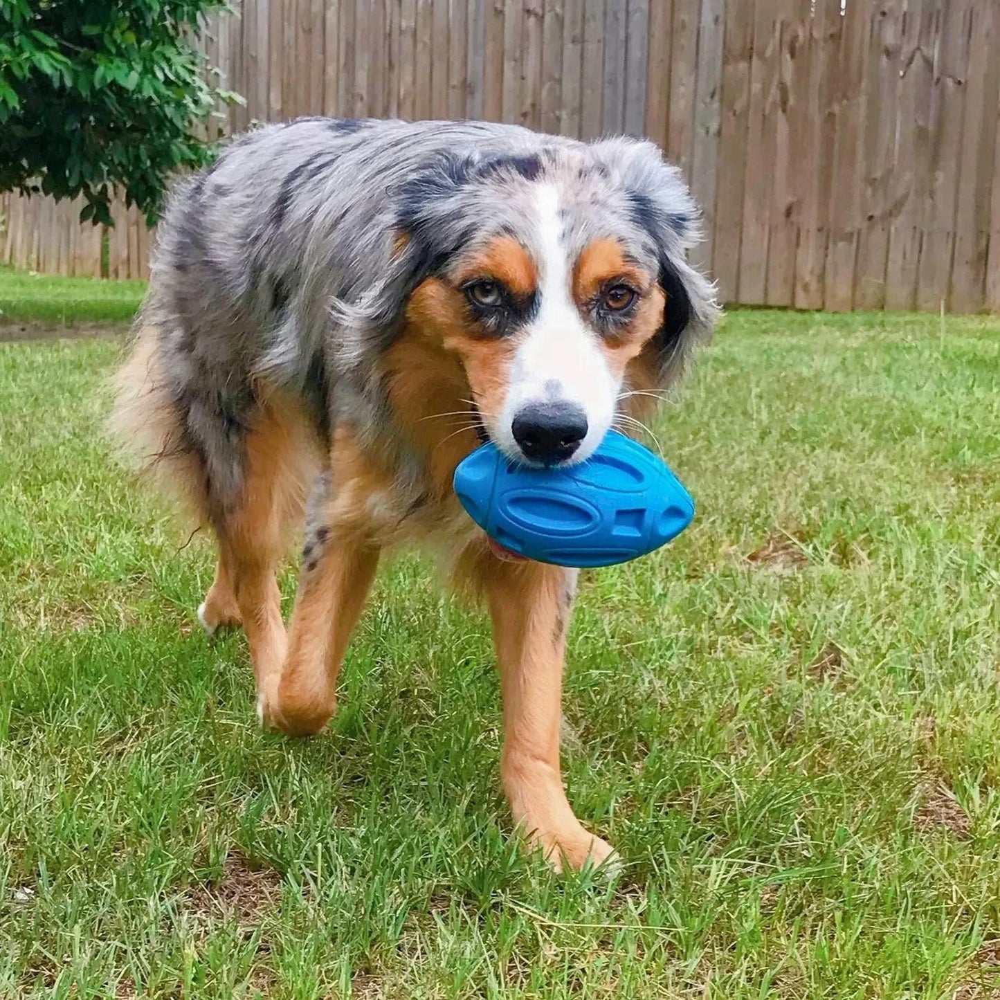 Squeaky Chewable Dog Toy